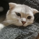 脚底有只猫