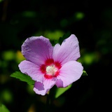 木槿花开