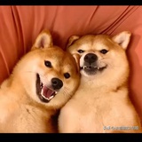 火离