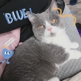 四云云