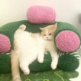 涂白_