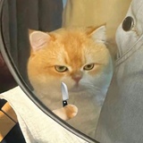 我有一只喵