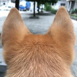 Mimi 胖真棒