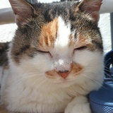 又馋又懒的猫