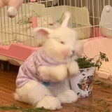 我吃鸡了