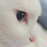 DidoSnow