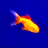 闪电像素鱼