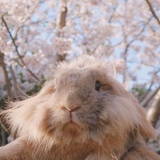 Fiona
