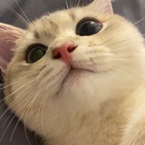大力吖