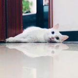 爱猫天下