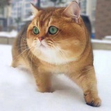 小春雷