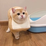 天天睡不醒