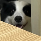 梨