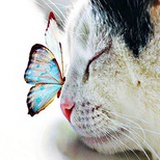蝶戀花動物傳心