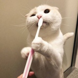 树懒洞