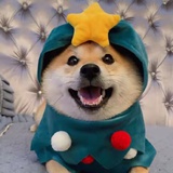 张朝阳