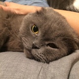 乌云牌烤肠子