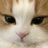 放射性小熊