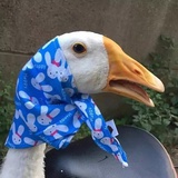 红红火火