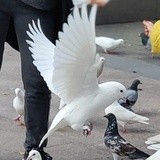 咕咕咕