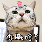 会游泳的猫