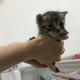小书书