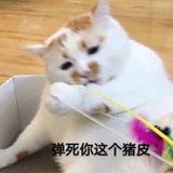 猪皮怪