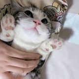 化凡