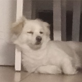 土狗阿酸