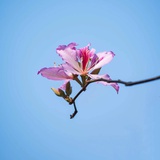 恩恩