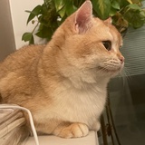 🍊小可爱