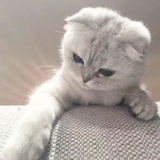 猫九忘了鹿