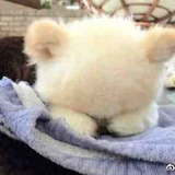 栗子蛋糕北冰洋