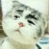 老咸鱼