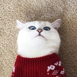 摸鱼学博士土女士