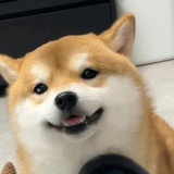 错觉啾绿茶