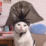 虾米17