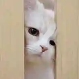 一个小渣渣