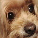 说什么听不懂捏