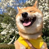 骑狗的帅哥
