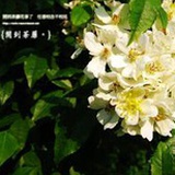 指尖优柔
