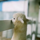 了了