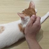 白月光
