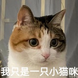 大卷毛