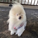 海迪