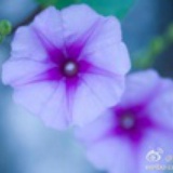 紫衣