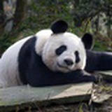 金牌肉盾