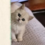 霸道何总的baby