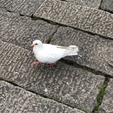 果味121