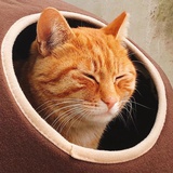 吃梦的猫咪